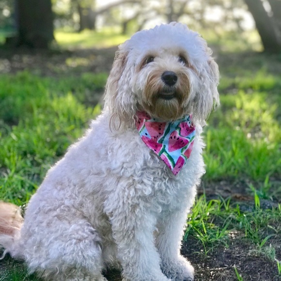 Dog Bandana + Collar Pink Watermelon Medium Large - Picture 3 of 7